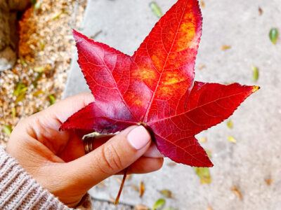 Fall in San Francisco Bay Area