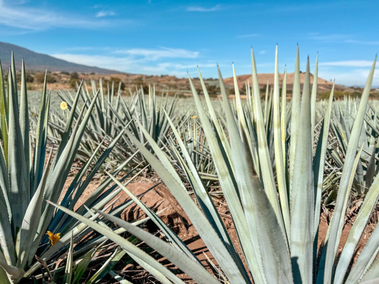 Guadalajara Itinerary: 4 Days in Guadalajara