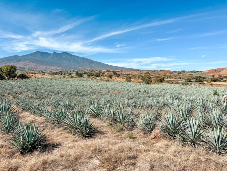 Guadalajara Itinerary: 4 Days in Guadalajara