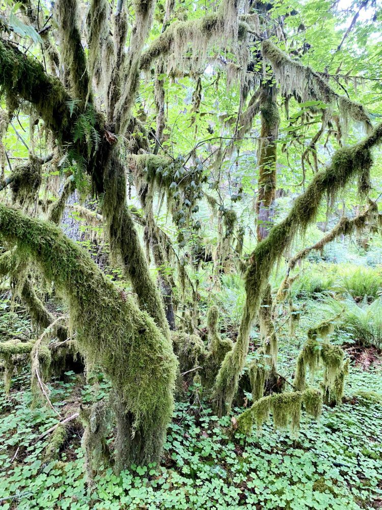 Hall of Mosses trail in Hoh Rainforest Olympic National Park