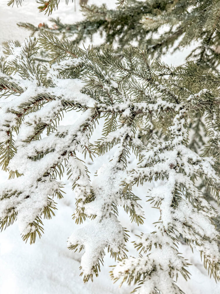 Jackson Hole in Winter Itinerary