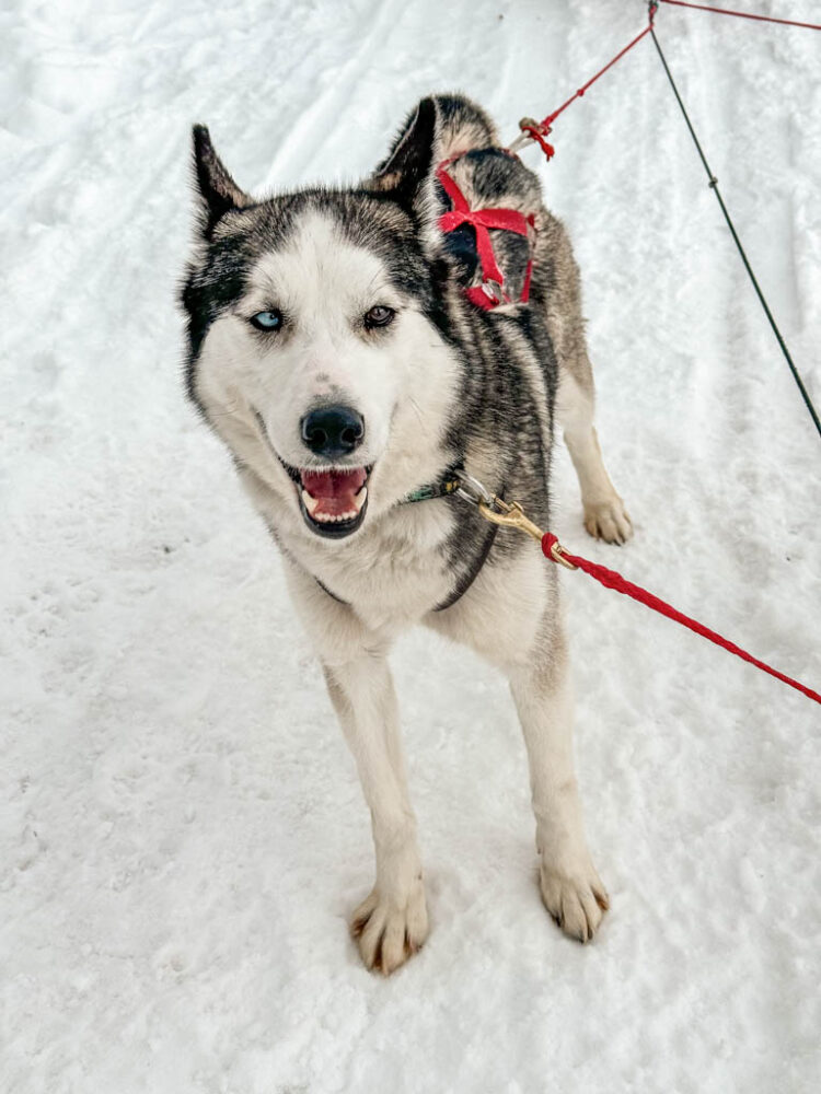 Winter in Jackson Hole