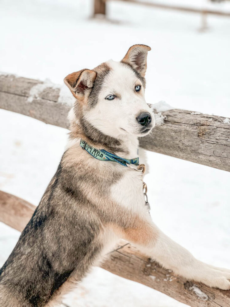 Winter in Jackson Hole