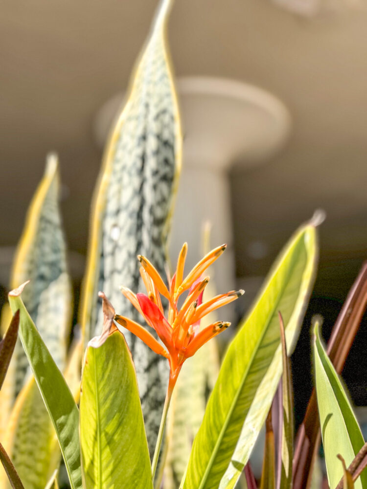 Kona itinerary 3 days