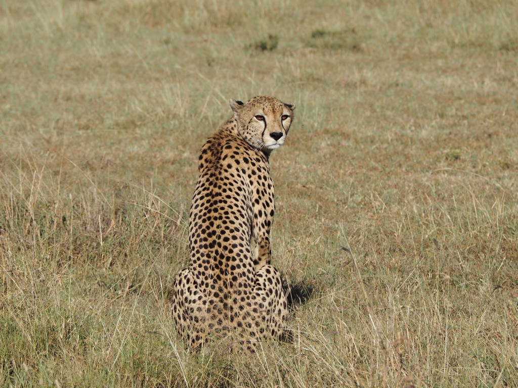 Safari in Tanzania | World of Wanderlust