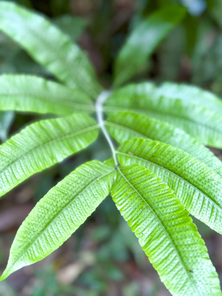 visiting Puerto Maldonado Peru Amazon Rainforest