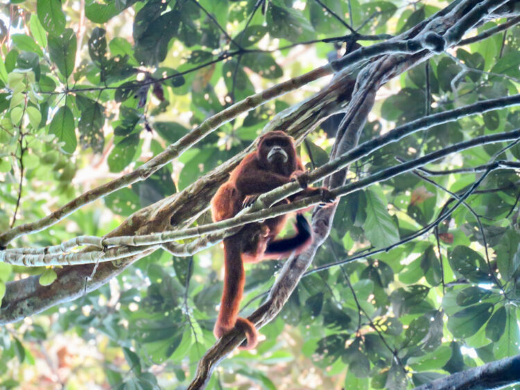 visiting Puerto Maldonado Peru Amazon Rainforest