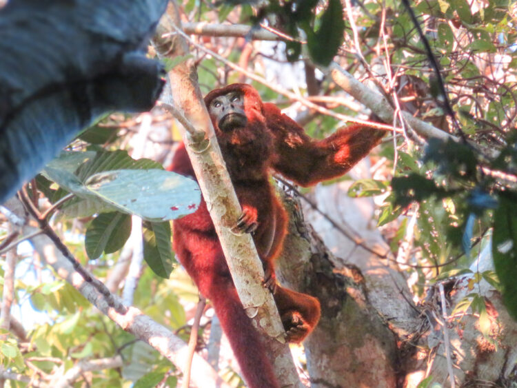 visiting Puerto Maldonado Peru Amazon Rainforest