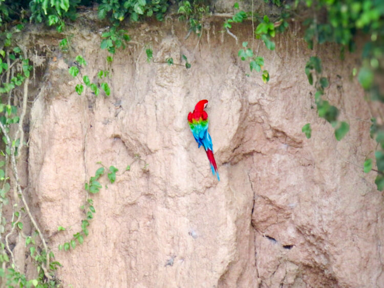 visiting Puerto Maldonado Peru Amazon Rainforest